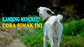 Cara Mudah Mengobati Kambing Mencret Atau Diare
