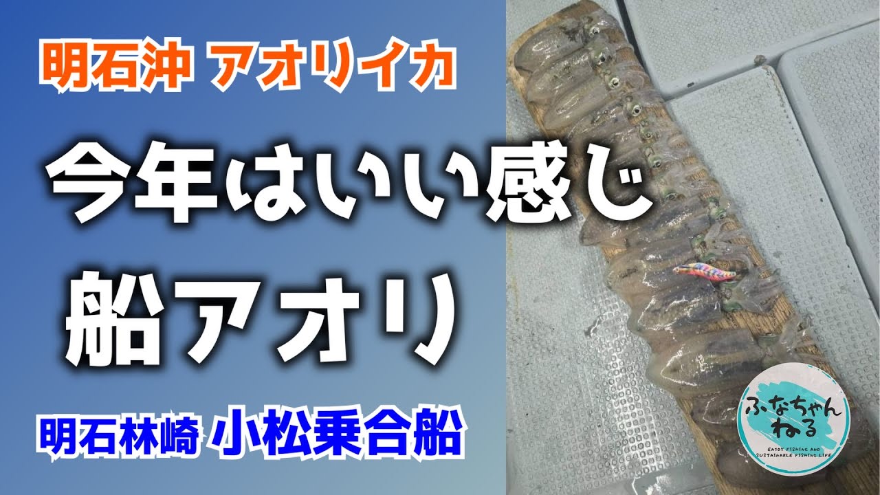 【船アオリ】 船アオリシーズン到来！明石沖で絶好調のアオリイカに期待大！