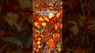АФФИРМАЦИИ #изобилие #аффирмации #шортс #мудрыеслова #психология #мудрость #shorts