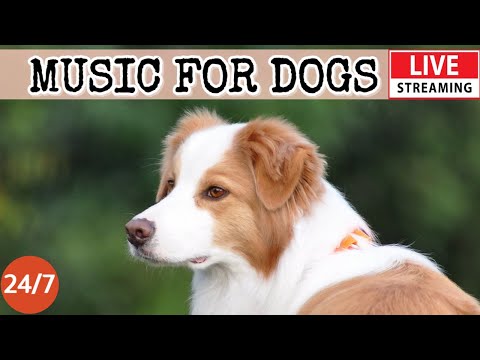 [LIVE] Dog Music🎵Relaxing Soothing Music for Dogs🐶🎵Anti Separation anxiety relief music💖Dog Sleep🔴3