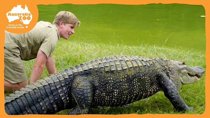 Robert Irwin feeds our awesome gators | Irwin Fami...