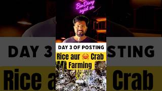 Rice + Crabs = Genius Farming Science 🤯#trending