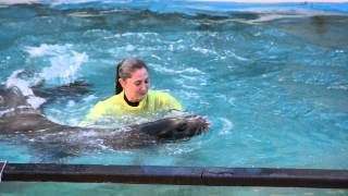 Sea Lions Tonight-Azul Segment
The Azul segment of Sea Lions Tonight filmed at SeaWorld San Antonio on June 26, 2014!
Filmed with a Nikon D5200 and 55-300mm lens
*All of my footage can be used without permission, I just request that you credit me in the description of whatever video(s) you use it in!* Sea Lions Tonight-Azul Segment