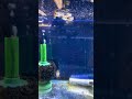 Feeding the female Guppies