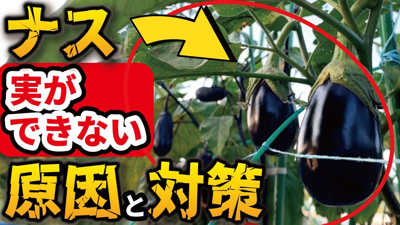 ナス の 実 が 大きく ならない