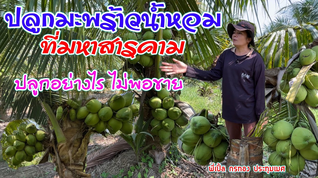 ปลูกมะพร้าวน้ำหอม 300 ต้นที่มหาสารคาม ปลูกอย่างไรไม่พอขาย | เกษตรผสมผสาน | บ่าวยุทธพาจ้วด