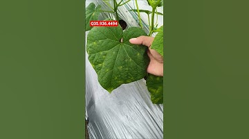 Hướng dẫn đặc Trị bệnh sương mai trên cây dưa leo #nôngnghiệptiềngiang #kythuattrongcay #dualeo