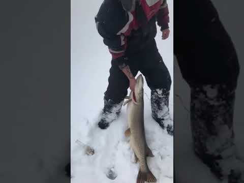 Pêche blanche brochet