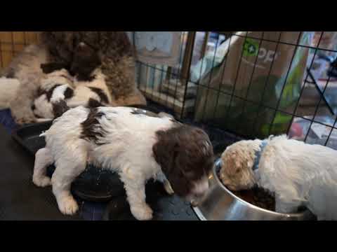 Dinner time for 4 week old Lagotto Pupies
