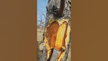 Smart technique of peeling tree bark with tools #shorts