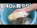 総勢40匹以上のヘビたちにエサを与える