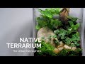 Native terrarium built with garden weed and wild plants