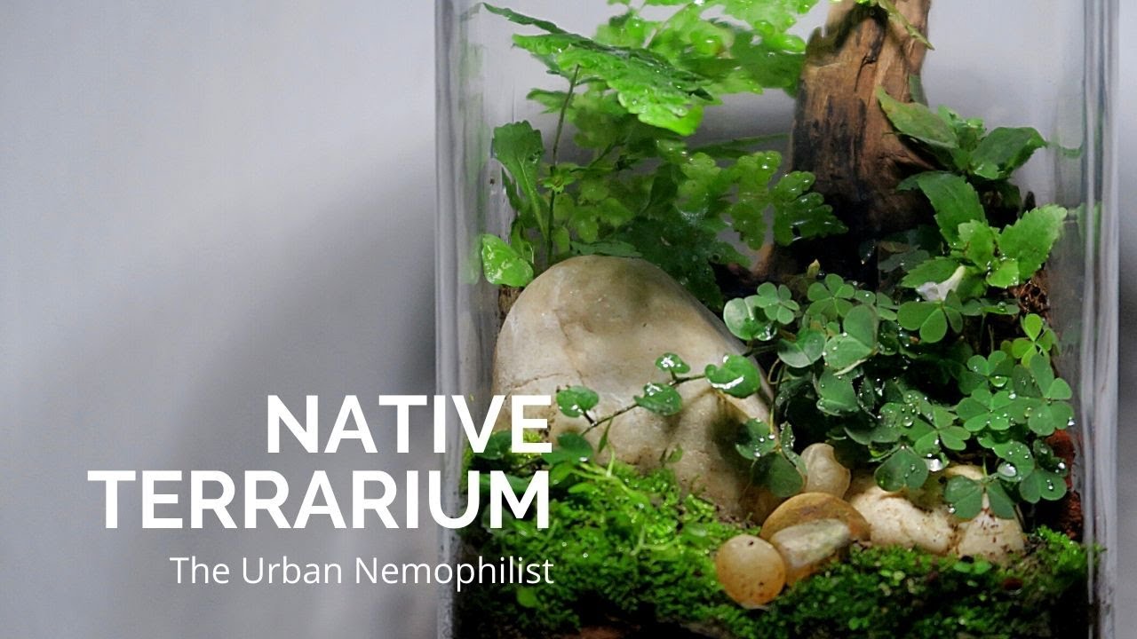 Native terrarium built with garden weed and wild plants YouTube