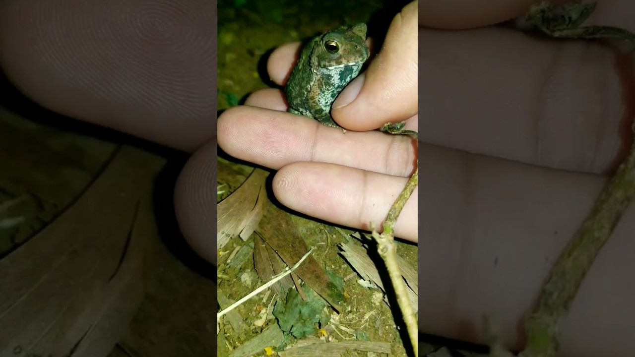 Cute little toad😍 