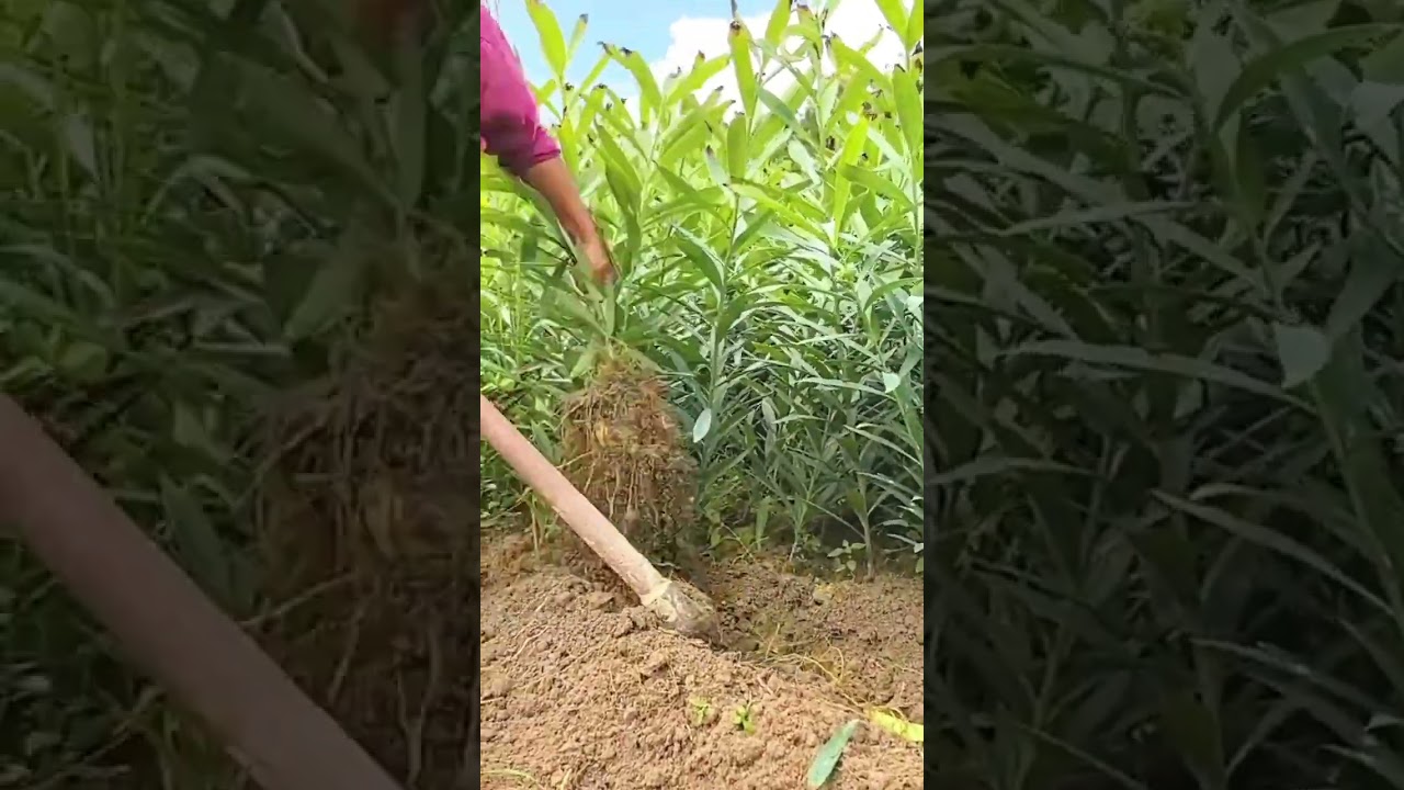 technique for digging up medicinal tubers using simple tools 
