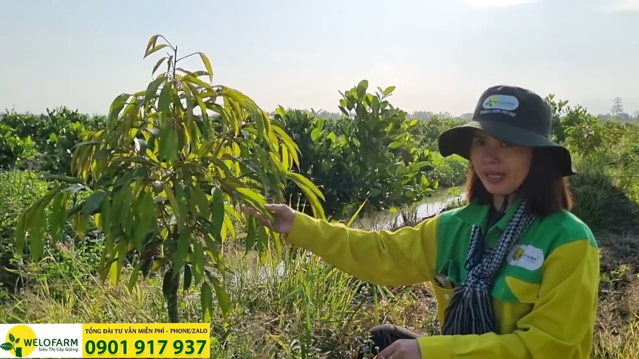 Sầu riêng bị vàng lá chậm phát triển - Làm sao khắc phục | KỸ THUẬT CÂY TRỒNG WELOFARM
