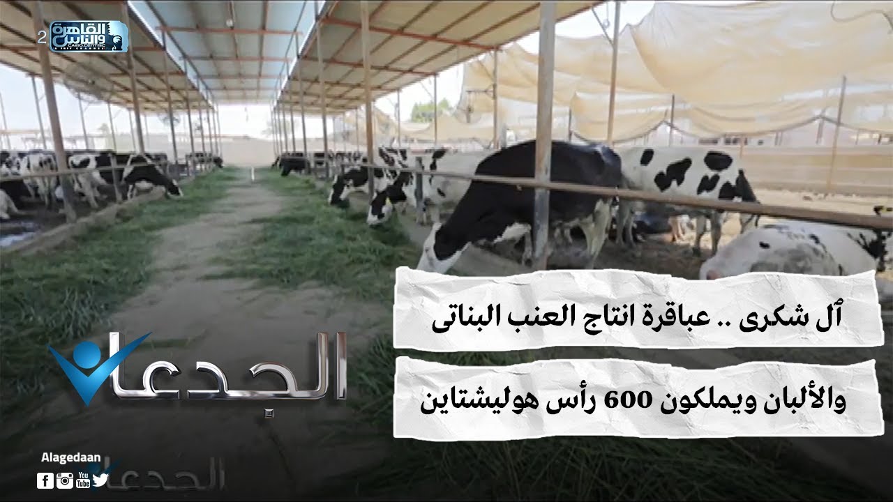 ٱل شكرى .. عباقرة انتاج العنب البناتى والألبان ويملكون ٦٠٠ رأس هوليشتاين