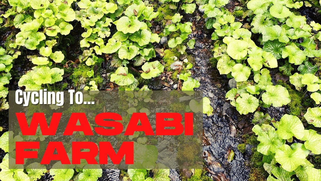 Hidden Alpine Wasabi Farm Facts you didn't know about Wasabi YouTube