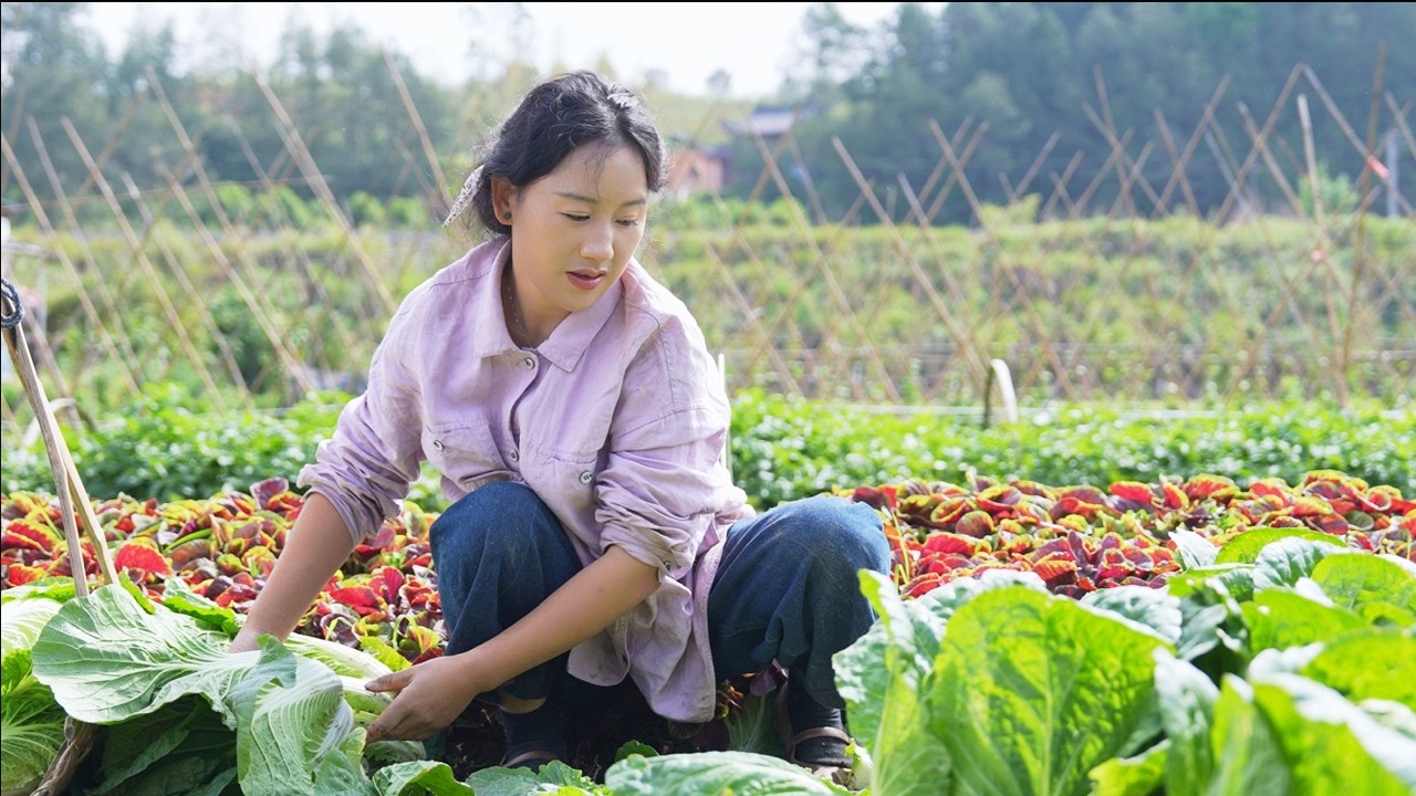 Pickles 泡菜 | 吃不完的蔬菜拿來做泡菜是農村人保存食物的習慣，今年種的白菜大豐收，做幾壇泡菜留著慢慢吃。【鄉愁沈丹ShenDan】