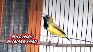 Masteran SOGON isian belalang emas, SOGON gacor isian belalang emas 