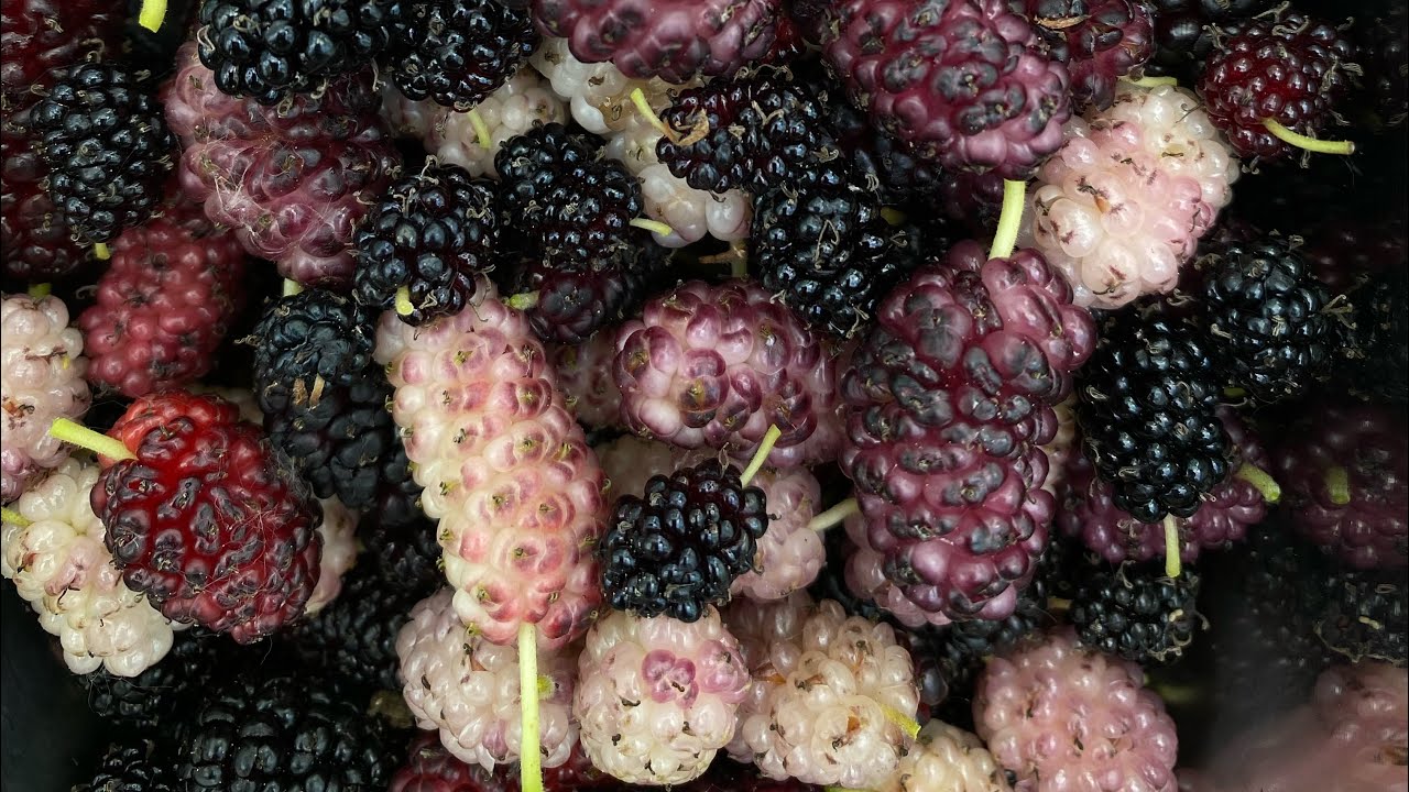 Maulbeere ‚Schwarze aus Möttingen‘ auf unserem Feld ausgepflanzt