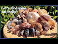 Finding seashells at low tide  wind and microshells shelling