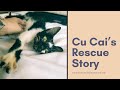 Cu Cai's Rescue Story
