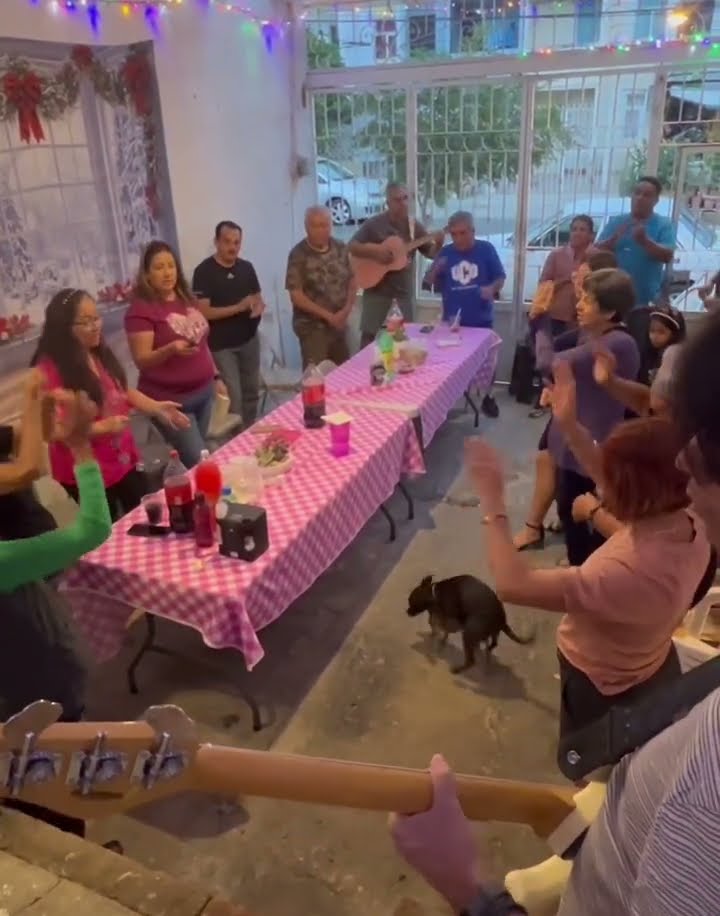 Christmas Party Interrupted by Frisky Dogs || ViralHog