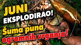 🔥 JUNI EKSPLODIRAO! Šuma puna ogromnih vrganja! 🍄🌲