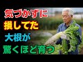 【99％が気づかない】家庭菜園で見逃しがち！大根が2倍育つ簡単な3つの秘訣【園芸】【ガーデニング】【初心者】