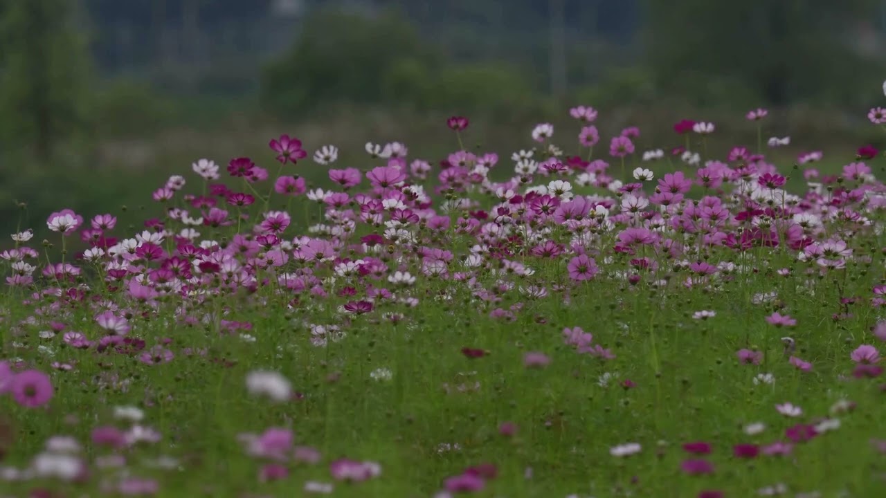 Checker Board Effect Animation