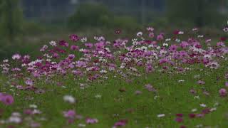 Checker Board Effect Animation