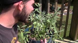 How To Maintain & Trim Your Perennial Herbs