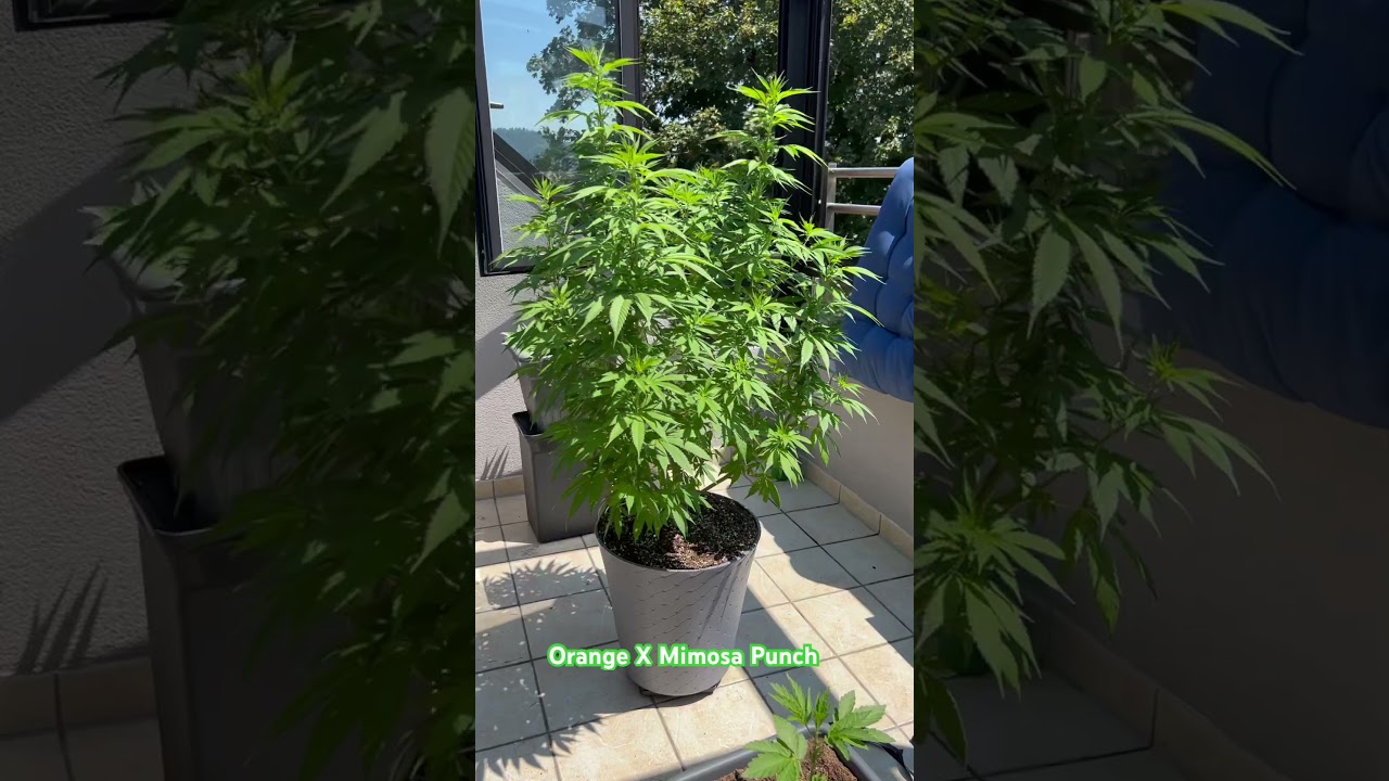 Orange X Mimosa Punch 👊🏼🍑She is growing 🪴 