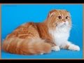 Хейленд  фолд (Шотландская вислоухая длинношерстная кошка)