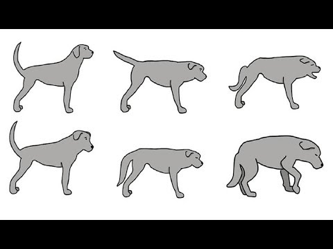 Vídeo: Devo dar o meu cão um suplemento vitamínico?