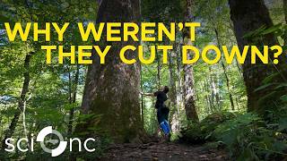 The 400-year-old trees of the Joyce Kilmer Memorial Forest