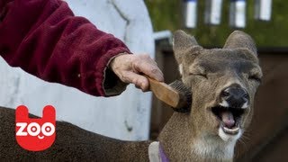 Deer Lives With Family