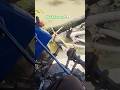 Tractor se ped kheechne ki koshish 😳🚜 Kitni power hai?”#trending  #ytshorts #youtubeshorts #tractor