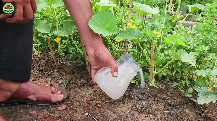 Cucumbers will grow quickly, producing a large harvest! Water them with this!