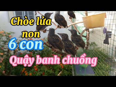 Video Tách chòe lửa non để tập chim ăn cám . Chim chòe lửa... - youtube