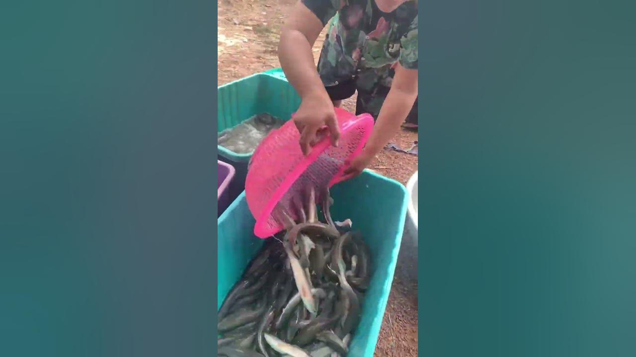 farm-fish-healthy-fish-delicious-food-youtube
