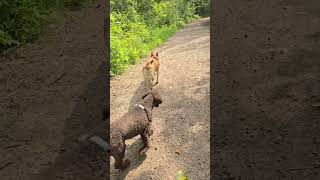 2. Monday August 10th park pack walk with Kate, Goldie, Huck, Charlotte, Noah & Rue 