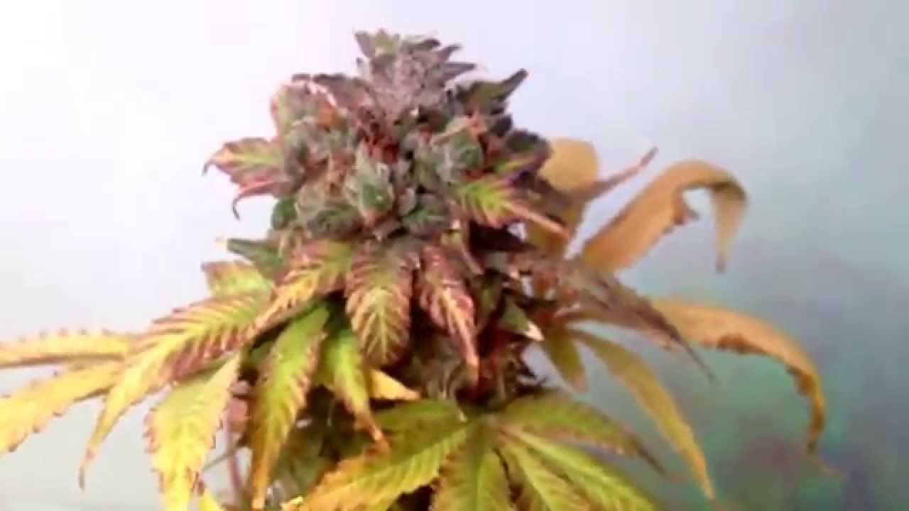 Day 60 Rockstar Kush (BD700U)