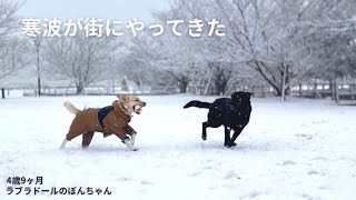 【ラブラドール#180】寒波が街にやってきた★labrador retriever   ラブラドールレトリバー　retrieverday 大型犬　雪遊び　お風呂