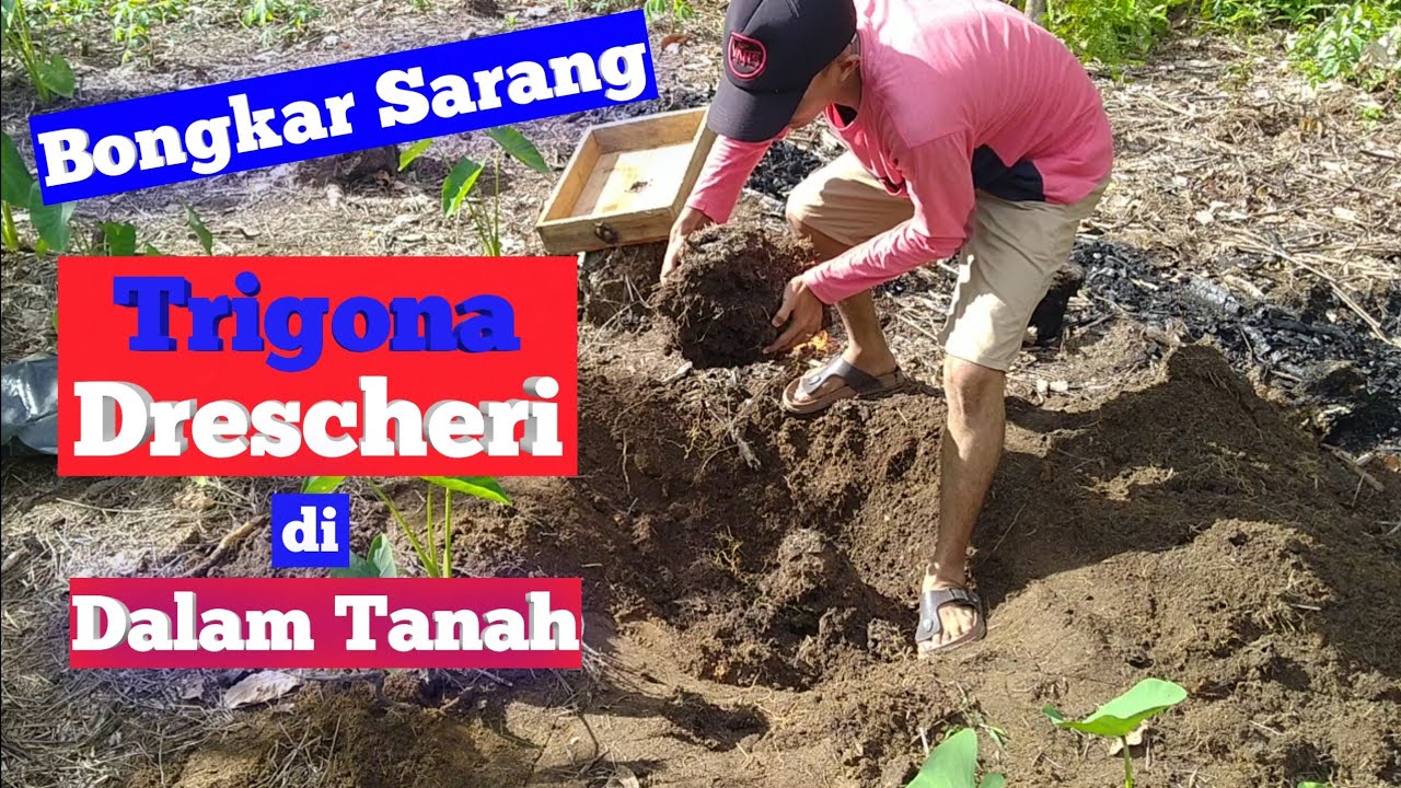 Cara Pindah Koloni Trigona Drescheri || Dari  Dalam Tanah Ke Kotak