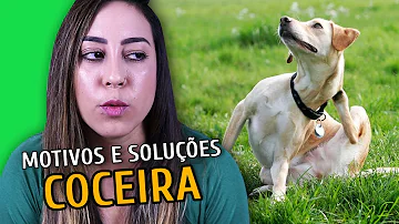 O que passar na pele do cachorro com alergia?