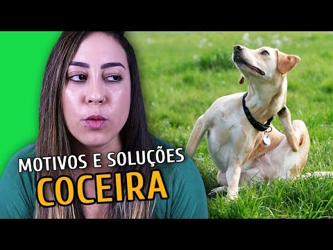 Vídeo: Você acha que os animais de estimação são importantes?