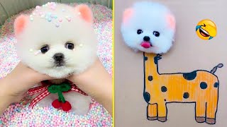 Cute Pomeranian Puppies Doing Funny Things #18 | Cute and Funny Dogs 2024 | Box Studios