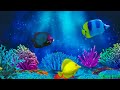 Berceuse de bb poissons apaisants animation sousmarine apaisante aquarium   